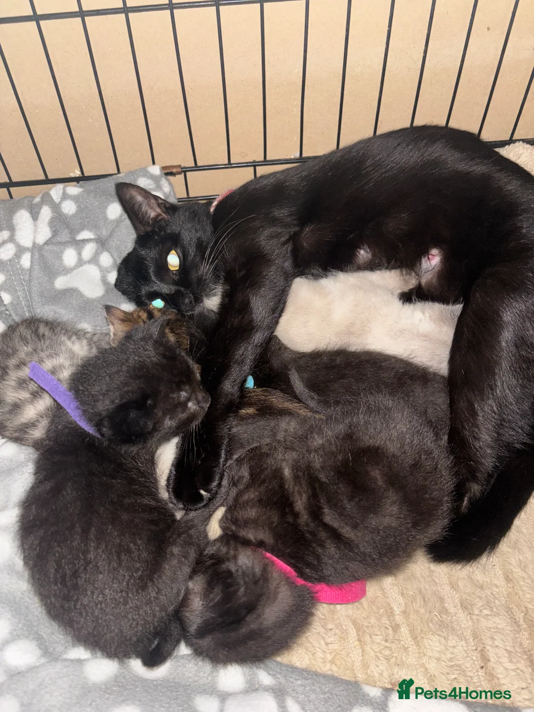 Mixed Breed cats for sale: mixed breed kitten for sale  - Advert 1