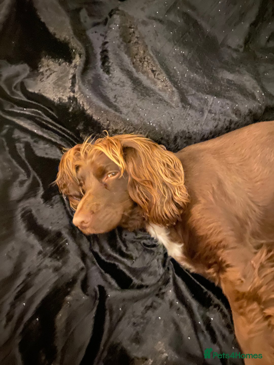 Cocker Spaniel dogs for sale: Lilah female spade cocker spaniel seeking rehoming - Advert 9
