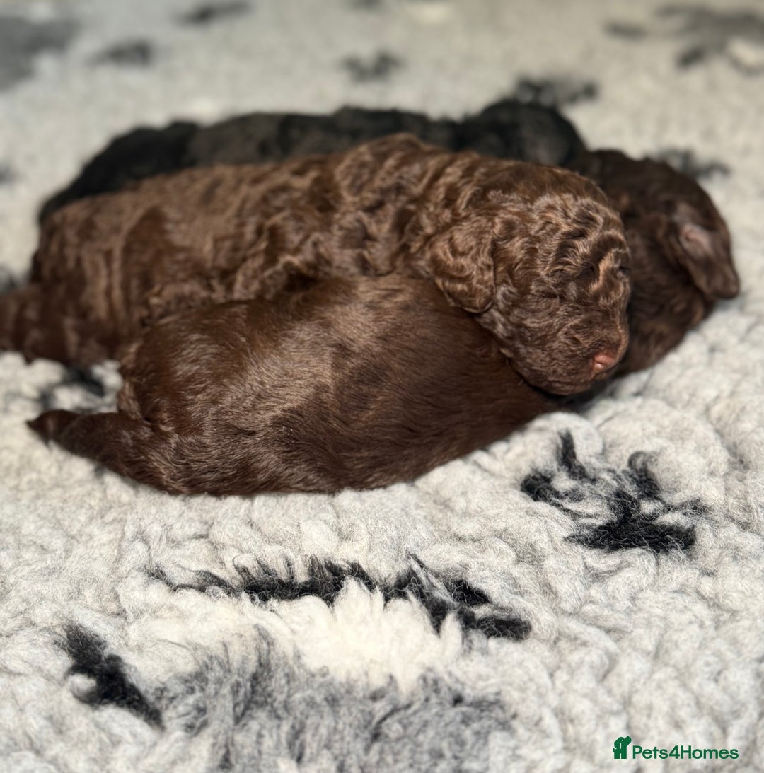 Cockapoo dogs for sale: 🐾 Beautiful F1B Cockapoos –Health Tested Parents  - Image 19