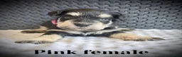 Miniature Schnauzer dogs for sale: Adorable Black & silver miniature schnauzers  - Advert 6