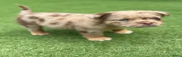 Olde English Bulldogge dogs for sale: EXCEPTIONAL QUALITY FLUFFY OLDE ENGLISH BULLDOGS ✨ - Advert 11