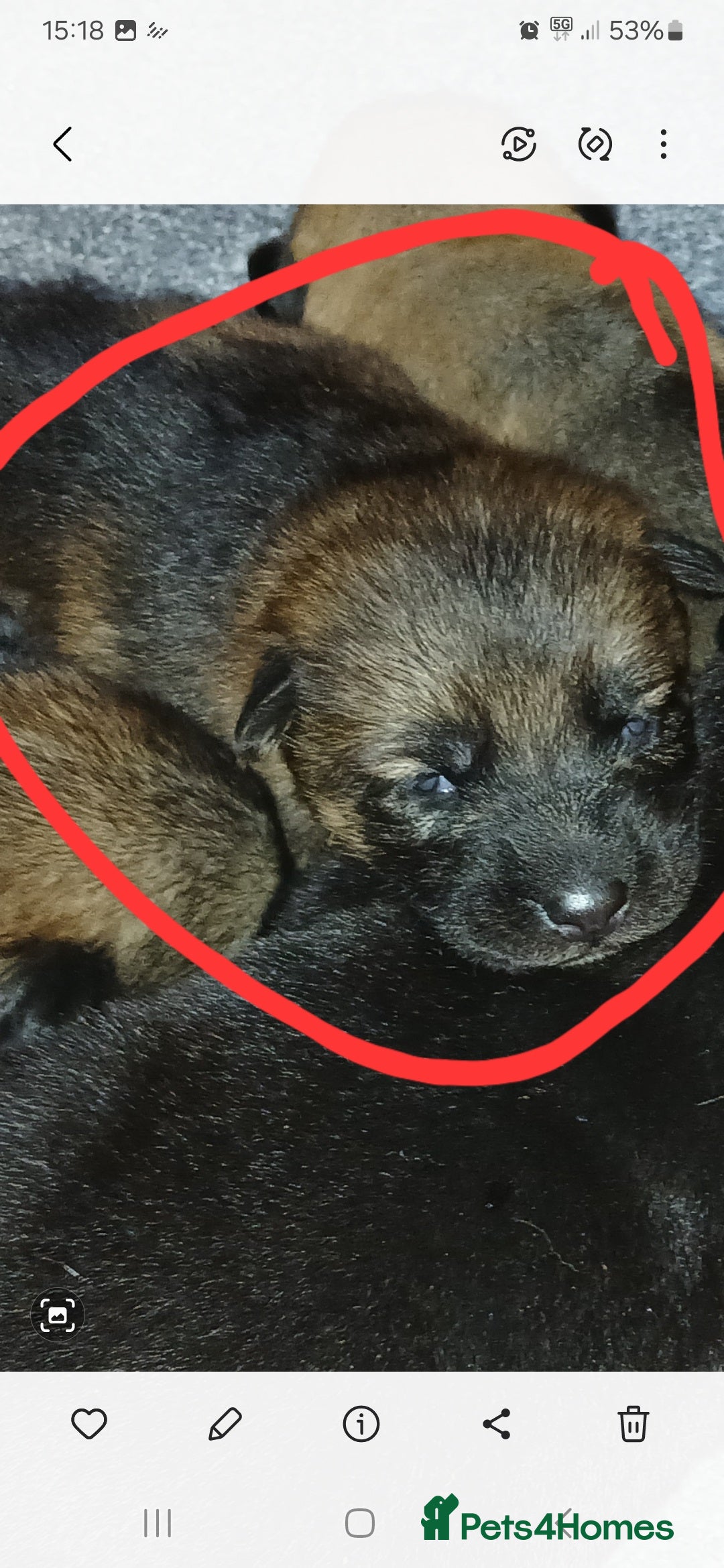 German Shepherd dogs for sale: Czech shepherd  - Advert 13