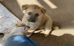Mixed Breed dogs for sale: German shepherd cross Tibetan mastiff - Image 1