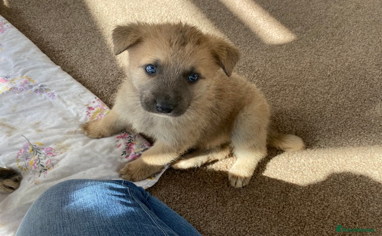 Mixed Breed dogs - Advert 5