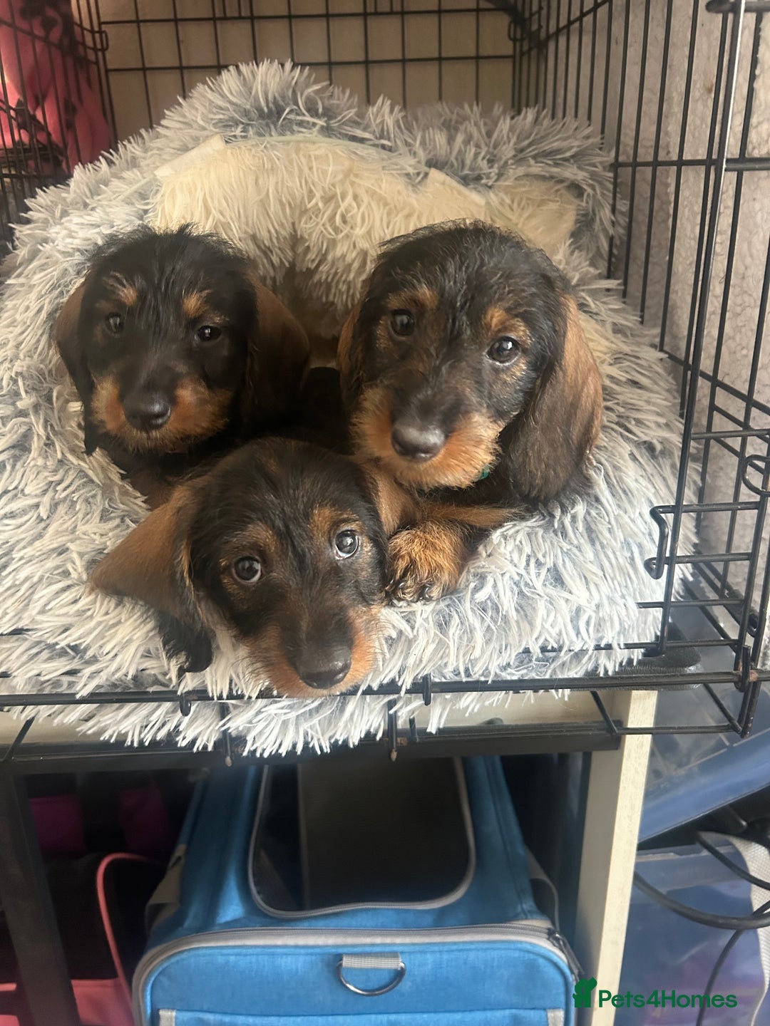 Dachshund dogs for sale: 2 left! standard dachshund puppies ready now! - Image 14