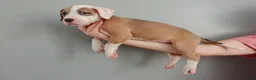 American Bulldog dogs for sale: American Bulldog Puppies - Advert 3