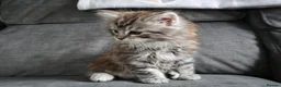 Maine Coon cats for sale: Maine Coon Cross Kittens - Fluffy Grey in Manchester - Advert 10