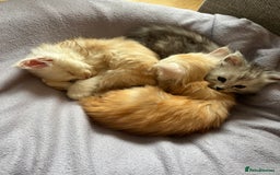 Maine Coon cats for sale: Beautiful rare colour pedigree Maine Coon kittens - Image 19