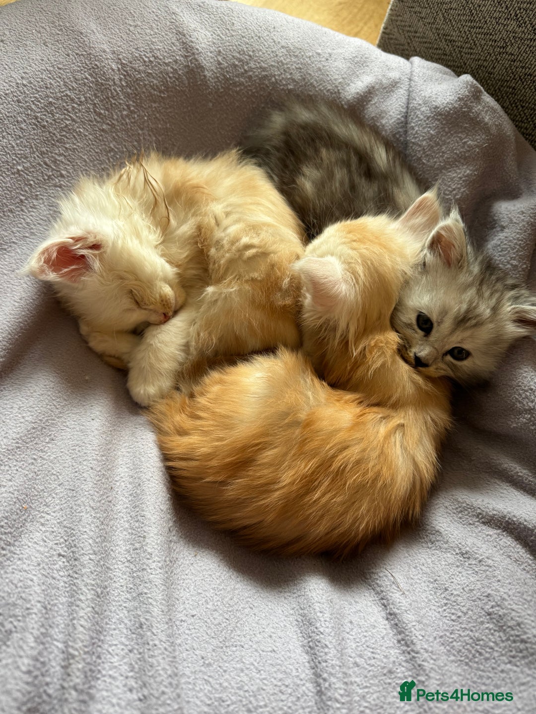 Maine Coon cats for sale: Beautiful rare colour pedigree Maine Coon kittens - Image 19