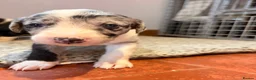 Mixed Breed dogs for sale: The most beautiful Beddie x whippet x collie  - Advert 3