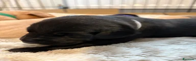Labrador Retriever 3