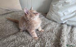 Maine Coon cats for sale: Beautiful full Maine Coon kittens ready now 😻 - Image 13