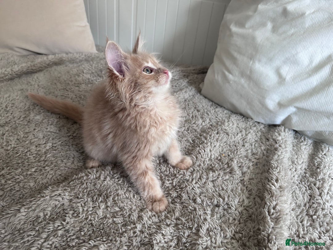 Maine Coon cats for sale: Beautiful full Maine Coon kittens ready now 😻 - Image 13