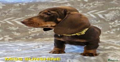 Dachshund dogs in Worksop - Advert 7
