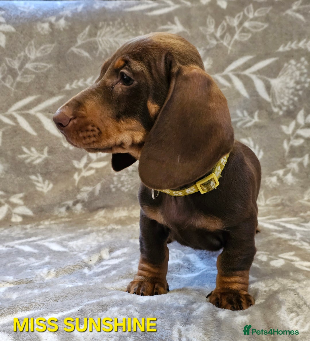 Dachshund dogs for sale: LAST 2!! Chocolate Dachsunds. Champion Lineage! in Worksop - Image 3