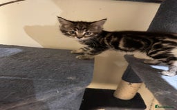 Maine Coon cats for sale: 🐾 Ragdoll × Maine Coon Kittens 🐾 - Image 7