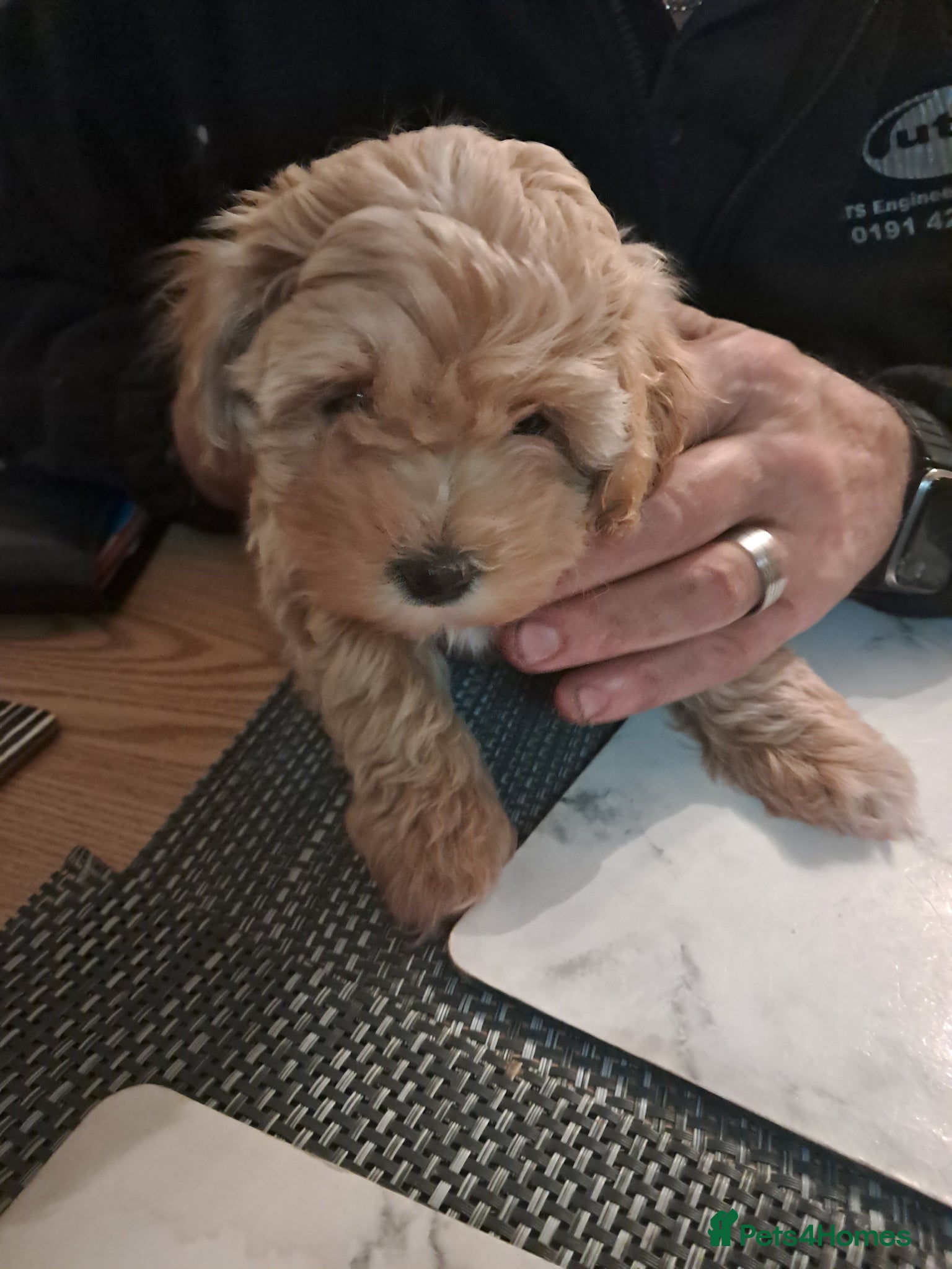 Maltipoo dogs READY THIS WEEKEND 1 male & 1 female available - Advert 7