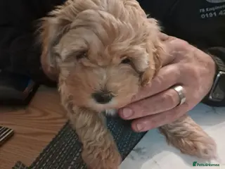 Maltipoo dogs READY THIS WEEKEND 1 male & 1 female available - Advert 7