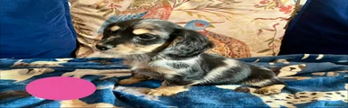Mixed Breed 3