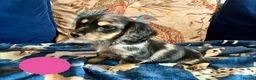 Mixed Breed dogs for sale: Working Cocker Spaniel x Longhair Dachshund - Advert 5