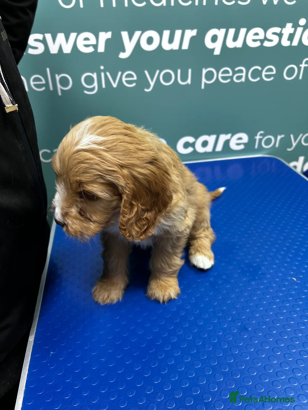 Cockapoo dogs for sale: F1 cockapoos  - Advert 16