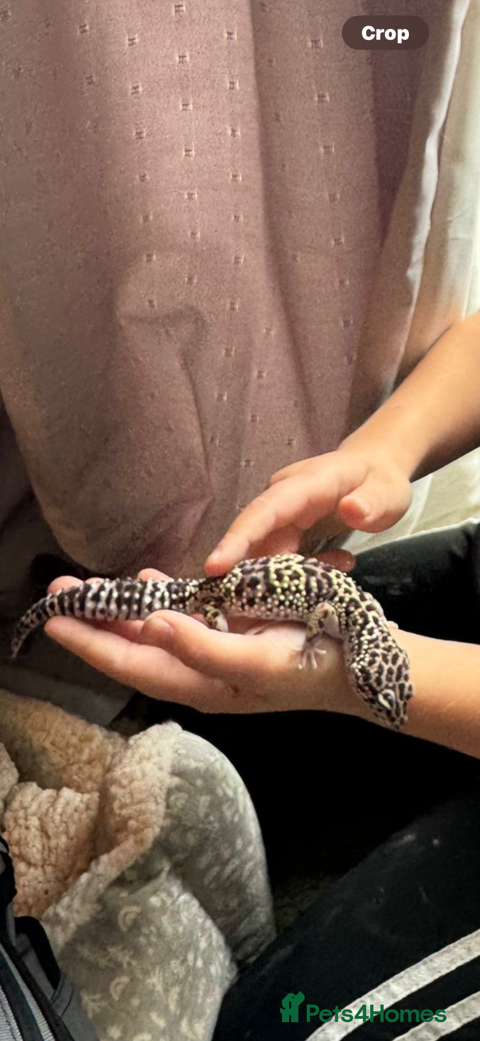 Leopard Gecko reptiles for sale: Two year old leopard gecko for sale in Harlow - Advert 2