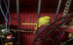 Parrots birds for sale: Indian ring neck  - Image 2
