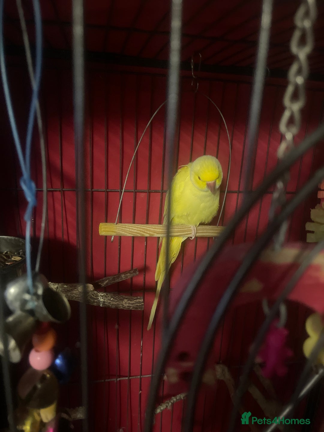 Parrots birds for sale: Indian ring neck  - Image 2