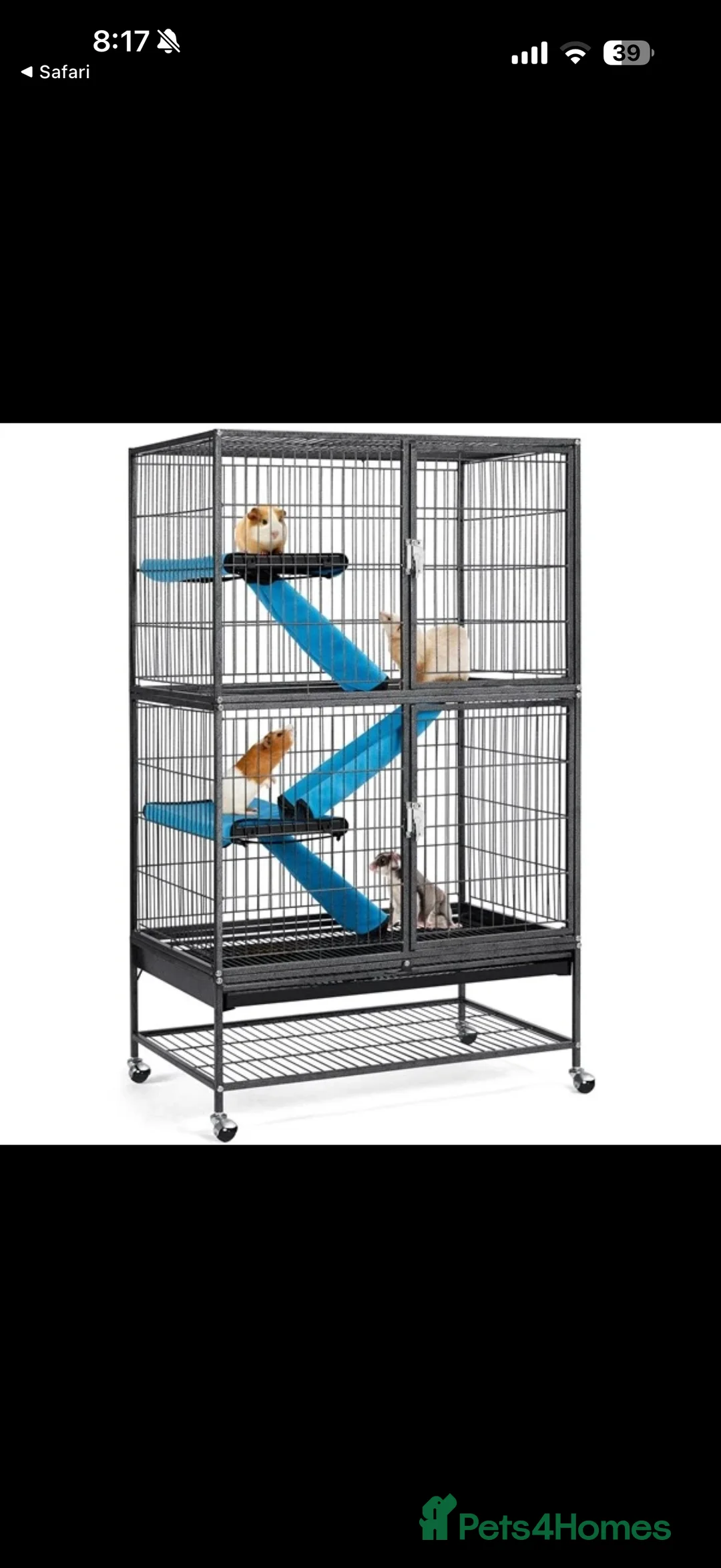 Ferret rodents for sale: 2 Female Ferrets in Stafford - Advert 8