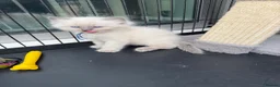 Ragdoll cats for sale: Blue lynx and bi colour ragdoll kittens in Bradford - Advert 6