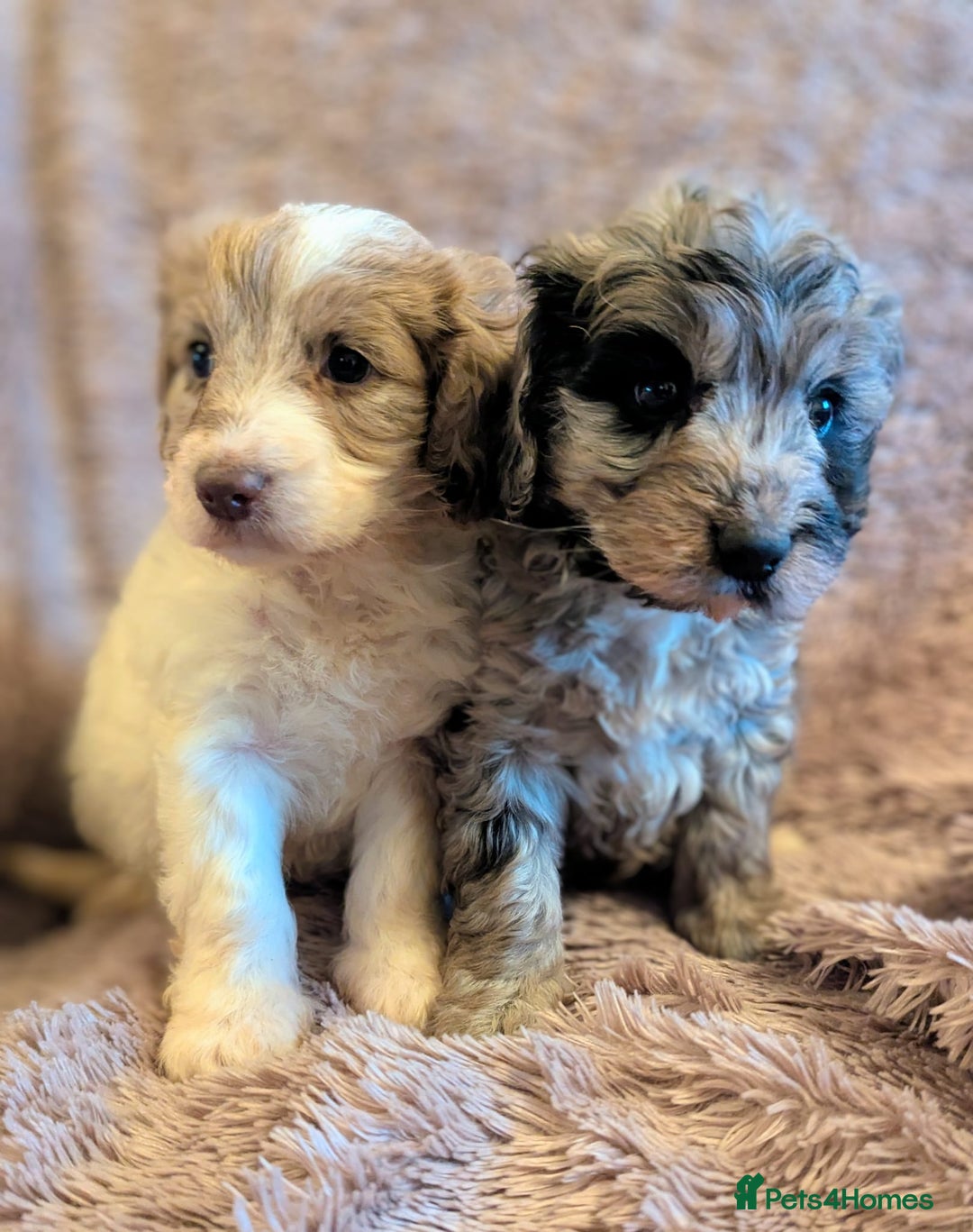 Cockapoo dogs for sale: Beautiful F1b cockapoo puppies - Advert 10