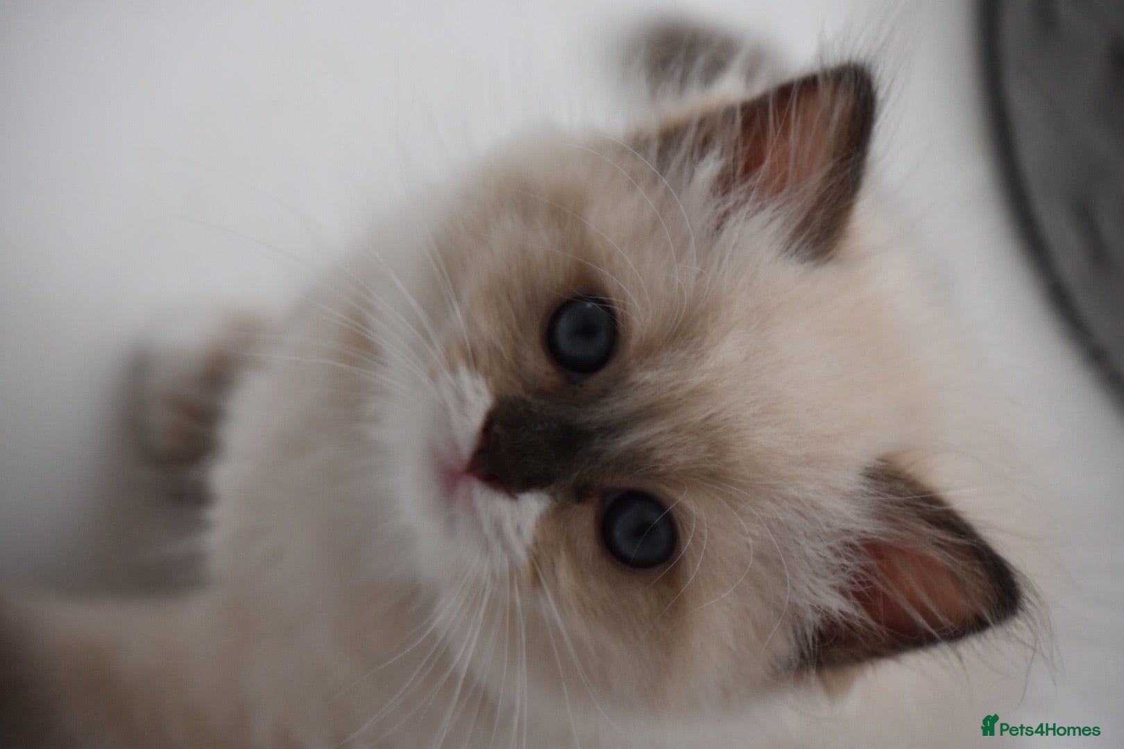 Ragdoll cats Registered pedigree cherubim ragdolls - Advert 2