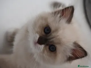 Ragdoll cats Registered pedigree cherubim ragdolls - Advert 2