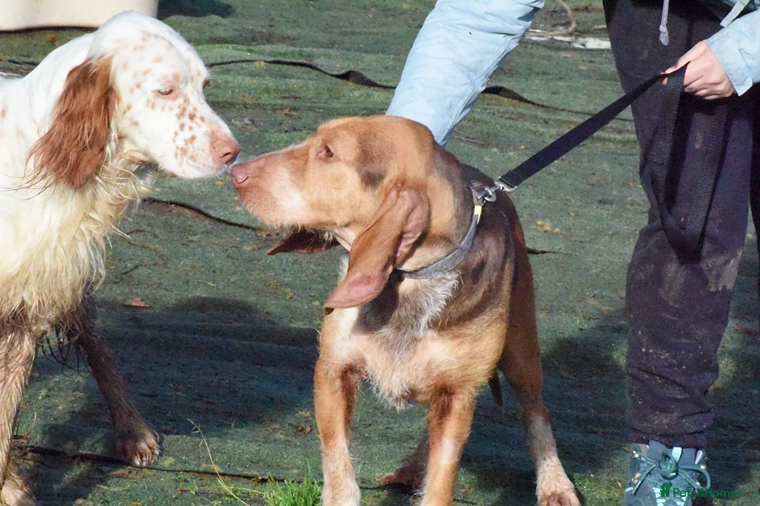 Mixed Breed dogs for adoption: Mimosa  - Advert 16