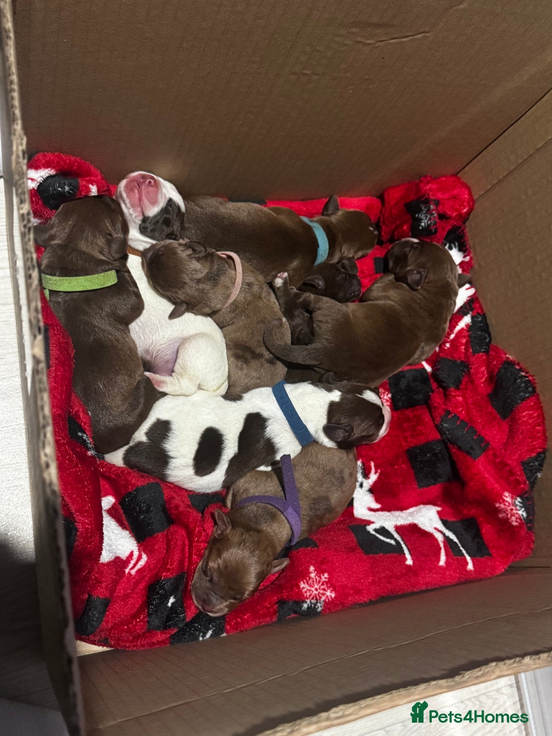 Mixed Breed dogs for sale: American bully x springer spaniel puppies  - Advert 3