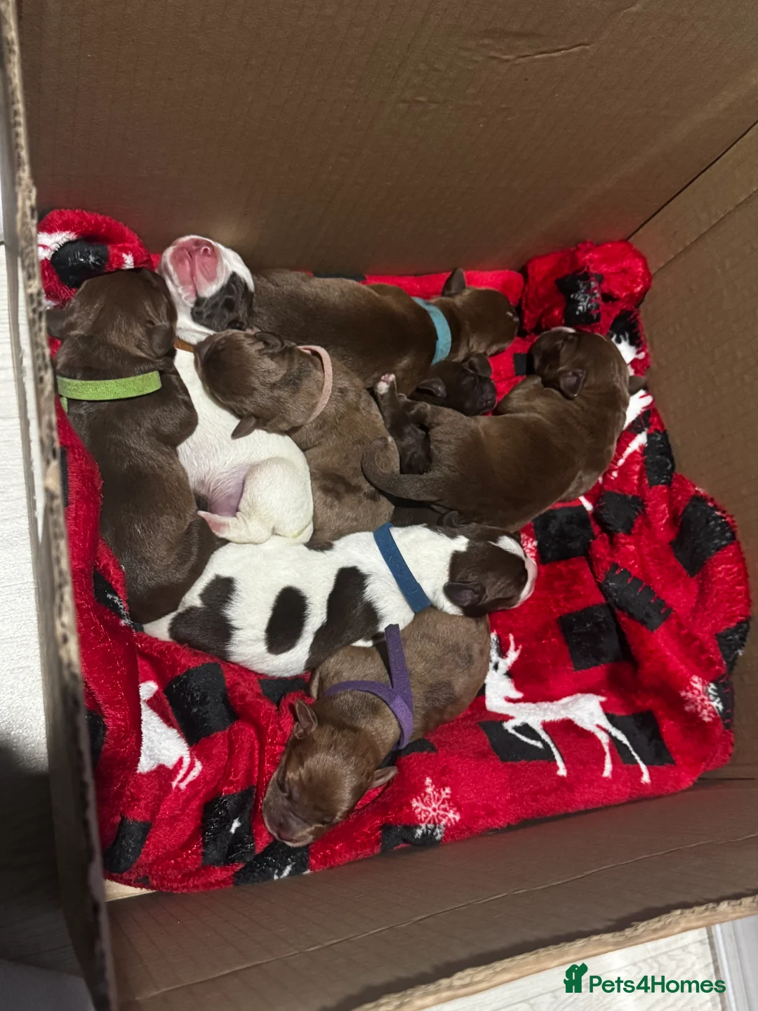 Mixed Breed dogs for sale: ‼️American bully x springer spaniel puppies ‼️  - Advert 7