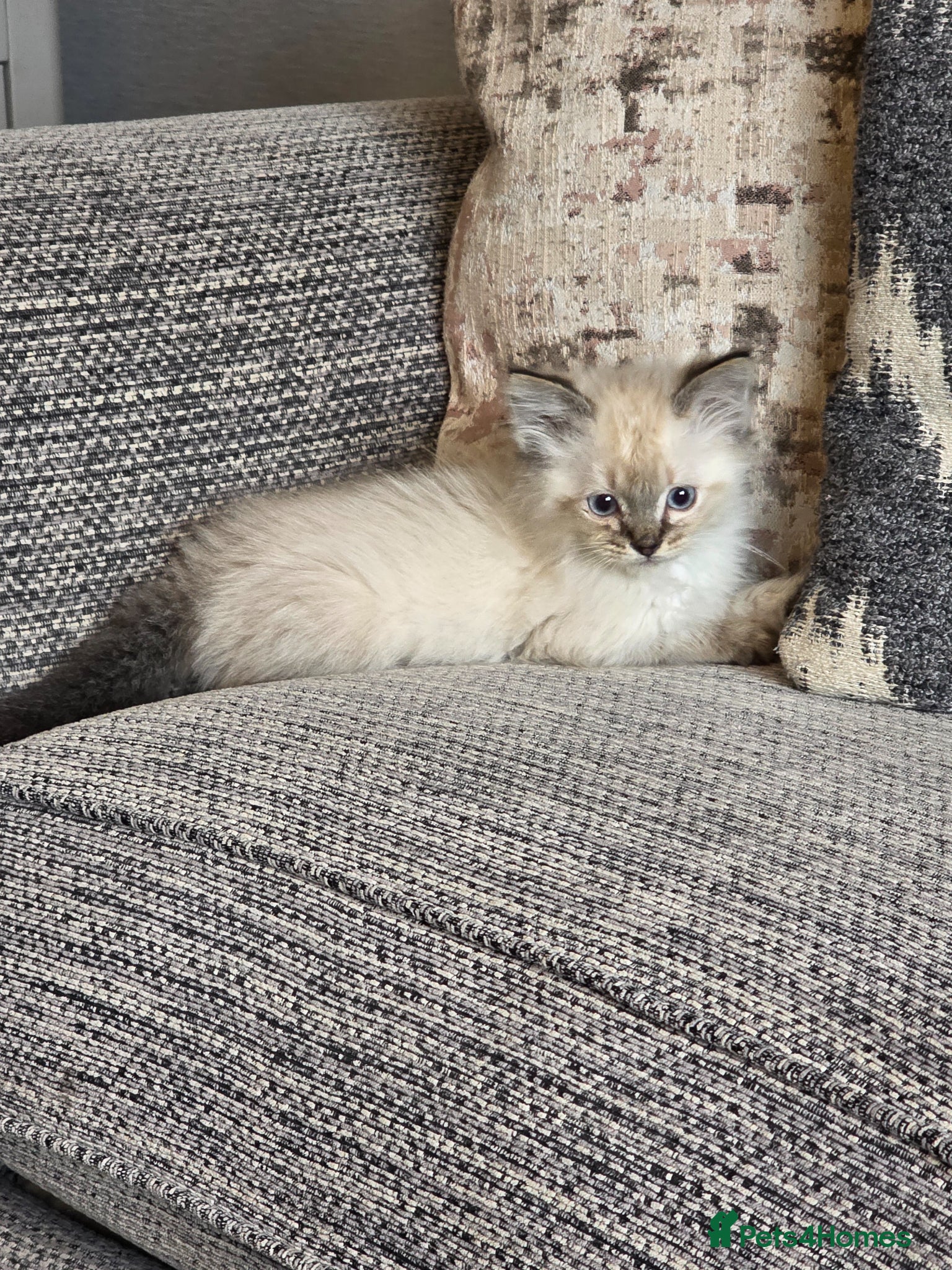 Ragdoll cats Beautiful ragdoll kittens  - Advert 1