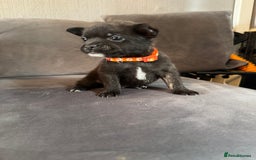 Mixed Breed dogs for sale: 5 x French Pomerdogs - Image 1