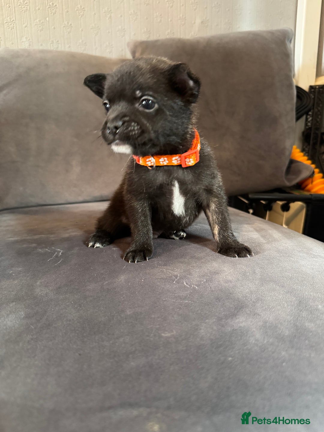 Mixed Breed dogs for sale: 5 x French Pomerdogs - Image 1