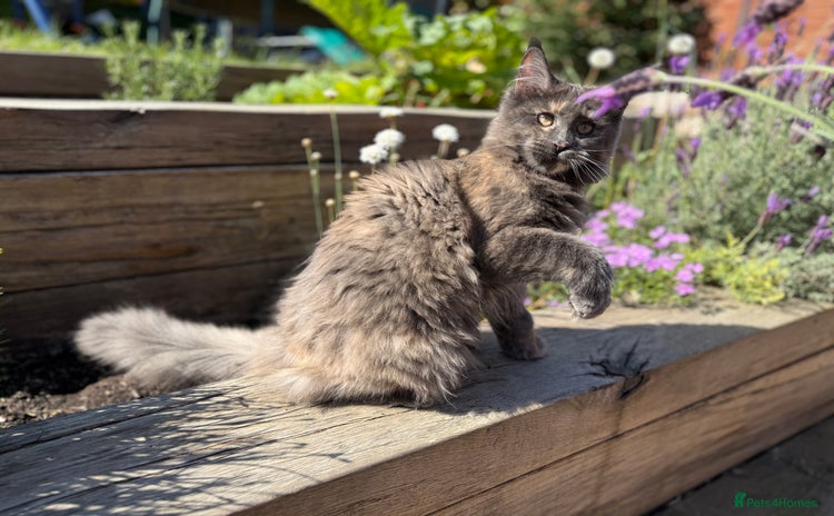 Maine Coon cats - Advert 4