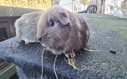 Guinea Pig rodents for sale: Pair of female smooth haired guinea pigs  - Image 5