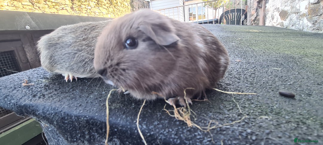 Guinea Pig rodents for sale: Pair of female smooth haired guinea pigs  - Image 5