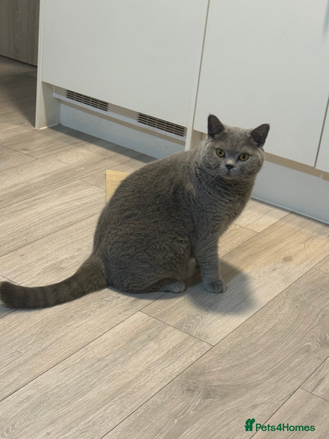British Shorthair cats for sale: 3Year Old Male British ShortHair - Advert 2