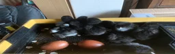 Chickens poultry for sale: French Maran chicks  - Advert 3