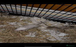 Gerbil rodents for sale: 4beautiful baby gerbils looking for homes - Image 1
