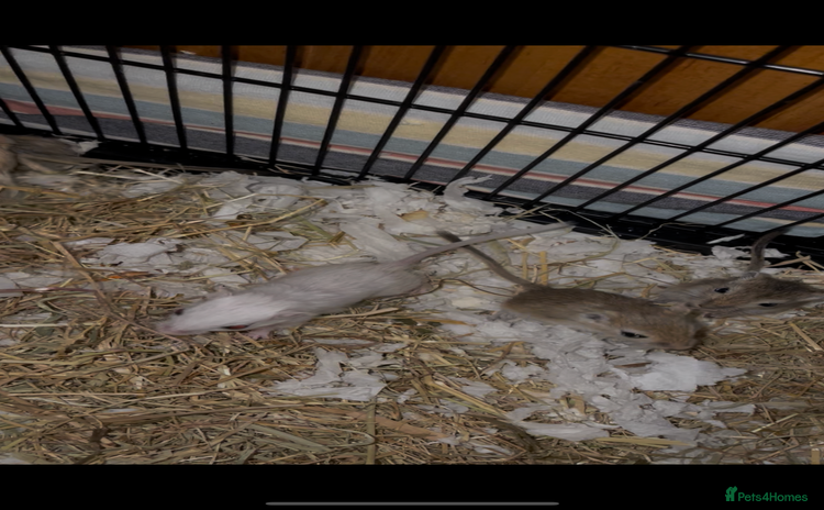 Gerbil rodents - Advert 1