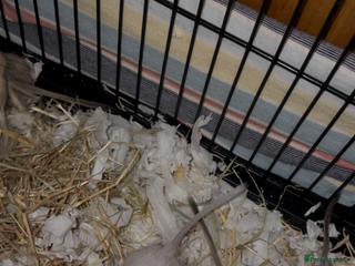 Gerbil rodents - Advert 7