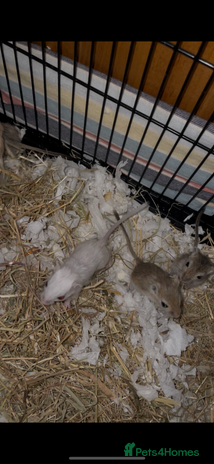 Gerbil rodents - Advert 6