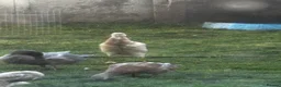 Ducks poultry for sale: Indian runner ducks in Grantham - Advert 3