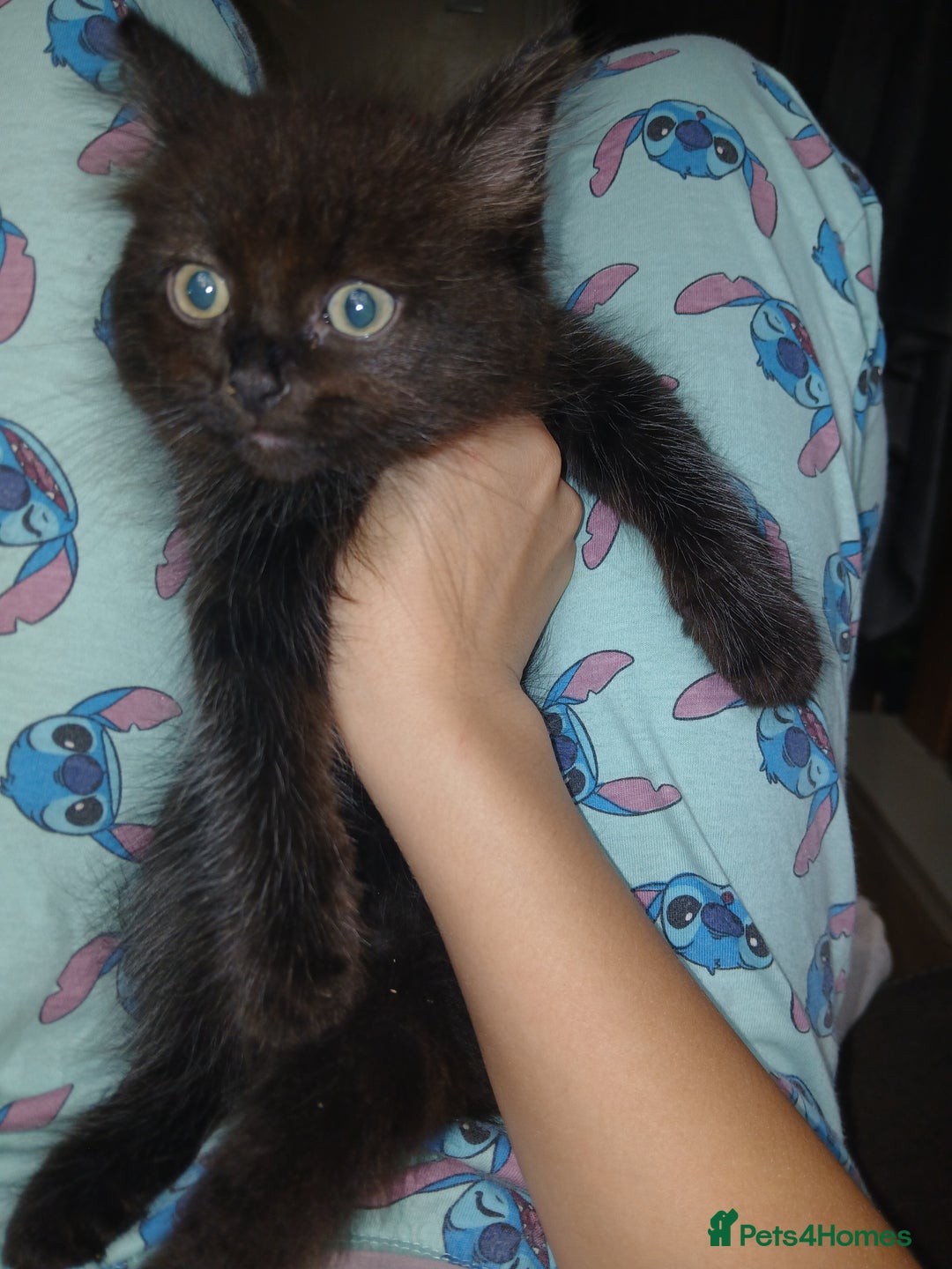 Mixed Breed cats for sale: 2 beautiful boys - Image 3